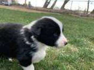 Australian Shepherd Puppy for sale in Leamington, UT, USA