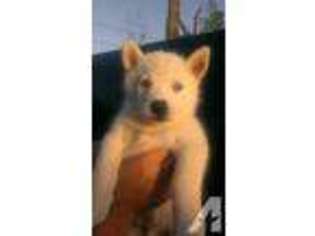 Siberian Husky Puppy for sale in MISSION, TX, USA