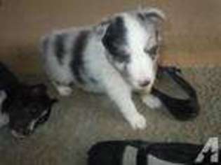 Shetland Sheepdog Puppy for sale in KITTANNING, PA, USA