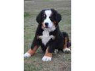 Bernese Mountain Dog Puppy for sale in Fountain City, IN, USA
