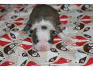 Boston Terrier Puppy for sale in Sioux Falls, SD, USA