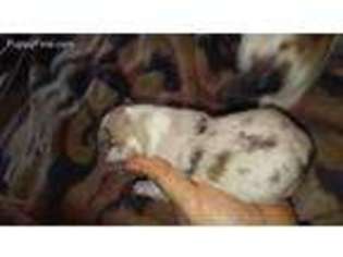 Australian Shepherd Puppy for sale in Allegan, MI, USA