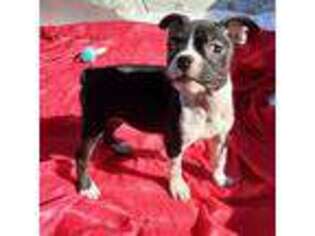 Boston Terrier Puppy for sale in Ordway, CO, USA
