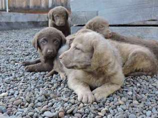 Chesapeake Bay Retriever Puppy for sale in Chiloquin, OR, USA