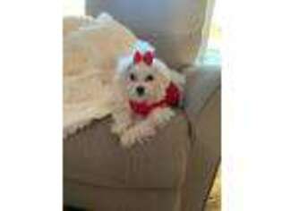 Maltese Puppy for sale in Cape Girardeau, MO, USA