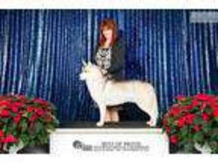 Siberian Husky Puppy for sale in Little Rock, AR, USA