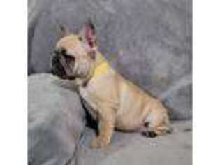 French Bulldog Puppy for sale in Windyville, MO, USA