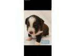 Miniature Australian Shepherd Puppy for sale in Merced, CA, USA