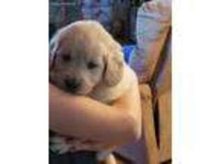 Goldendoodle Puppy for sale in Jeffersonville, NY, USA