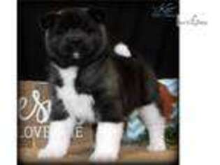 Akita Puppy for sale in Saint Joseph, MO, USA