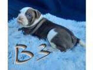 Olde English Bulldogge Puppy for sale in Jennings, OK, USA