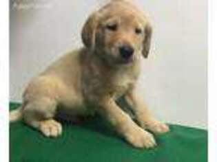 Labradoodle Puppy for sale in Lyons, NY, USA