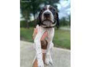 German Shorthaired Pointer Puppy for sale in Macon, GA, USA