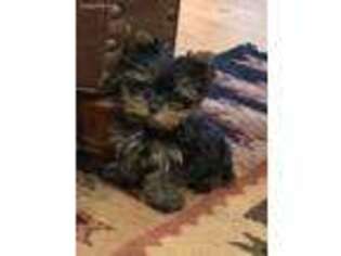 Yorkshire Terrier Puppy for sale in Groesbeck, TX, USA