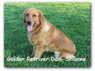 Golden Retriever Puppy for sale in Flat Rock, IL, USA