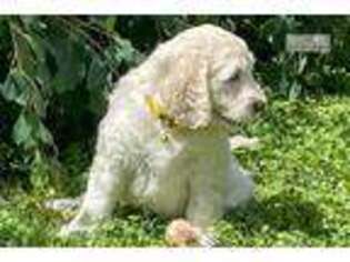 Goldendoodle Puppy for sale in Louisville, KY, USA