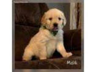 Golden Retriever Puppy for sale in Coshocton, OH, USA