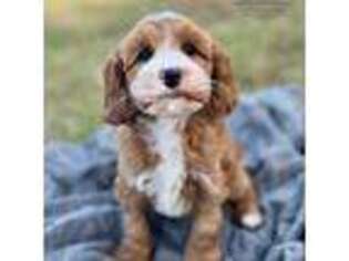 Australian Labradoodle Puppy for sale in Hartshorne, OK, USA