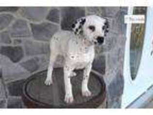 Dalmatian Puppy for sale in Fort Wayne, IN, USA