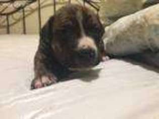Cane Corso Puppy for sale in Livingston, MT, USA