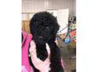 Mutt Puppy for sale in Newfolden, MN, USA