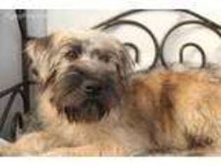 Soft Coated Wheaten Terrier Puppy for sale in Havana, AR, USA