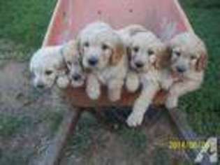 Goldendoodle Puppy for sale in MOUNT AIRY, NC, USA