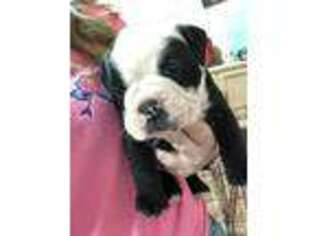 Olde English Bulldogge Puppy for sale in Eastland, TX, USA