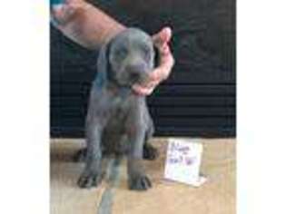 Weimaraner Puppy for sale in Hillsboro, OH, USA