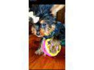 Yorkshire Terrier Puppy for sale in Stoystown, PA, USA