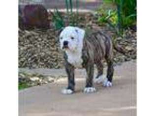 American Bulldog Puppy for sale in Wichita, KS, USA