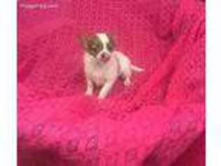 Chihuahua Puppy for sale in Clymer, PA, USA
