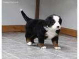 Bernese Mountain Dog Puppy for sale in Wellman, IA, USA