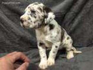 Great Dane Puppy for sale in Osage, IA, USA