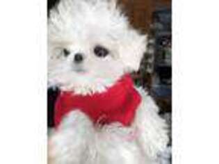 Maltese Puppy for sale in Santa Barbara, CA, USA