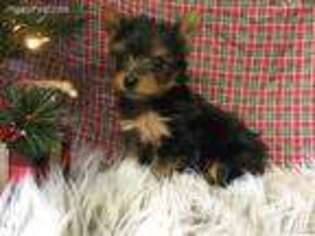 Yorkshire Terrier Puppy for sale in Winesburg, OH, USA