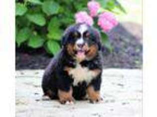 Bernese Mountain Dog Puppy for sale in Liberty, KY, USA