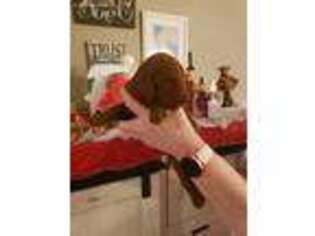 Mutt Puppy for sale in Gulf Shores, AL, USA