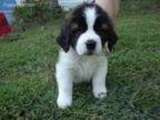 Saint Bernard Puppy for sale in Virginia Beach, VA, USA