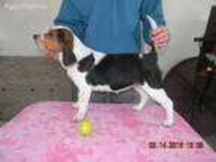 Beagle Puppy for sale in Paw Paw, MI, USA