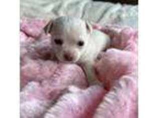 Chihuahua Puppy for sale in Leominster, MA, USA