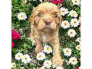 Cavalier King Charles Spaniel Puppy for sale in Peru, IN, USA