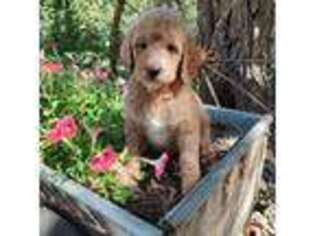 Goldendoodle Puppy for sale in Glenwood, MN, USA
