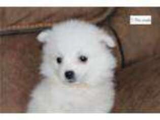 American Eskimo Dog Puppy for sale in Pueblo, CO, USA