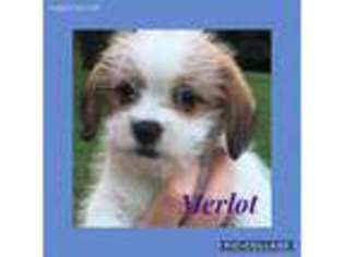 Mutt Puppy for sale in Leesport, PA, USA
