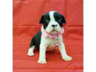 Mutt Puppy for sale in Perdido, AL, USA