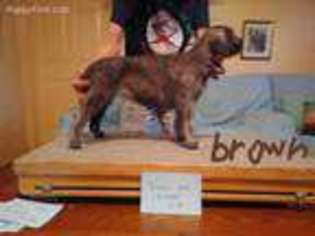 Irish Wolfhound Puppy for sale in Punta Gorda, FL, USA