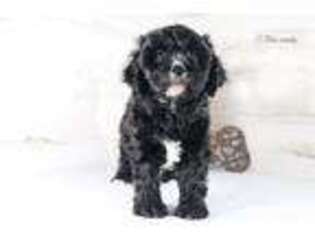 Cavapoo Puppy for sale in Waterloo, IA, USA