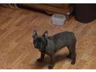 French Bulldog Puppy for sale in Cumberland, WI, USA