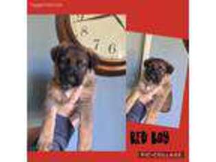 German Shepherd Dog Puppy for sale in Hamlet, IN, USA
